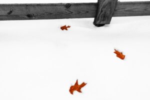 Photo "How to adapt as a leader in times of uncertainty and rapid change"
