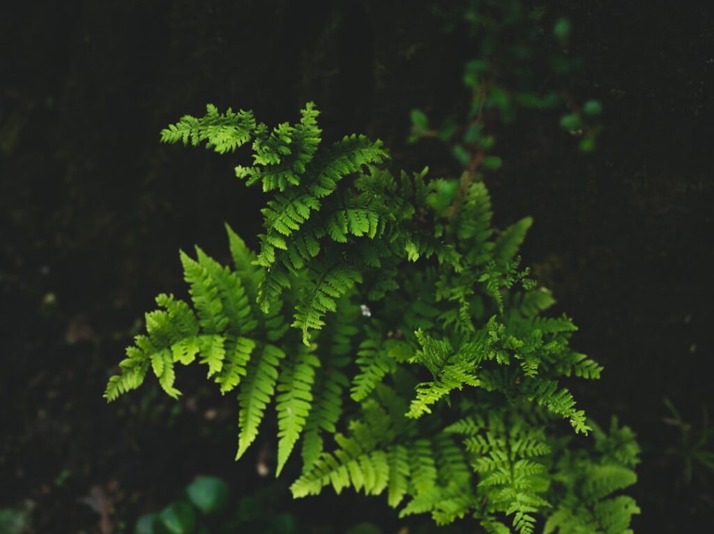 Photo Evergreen titles